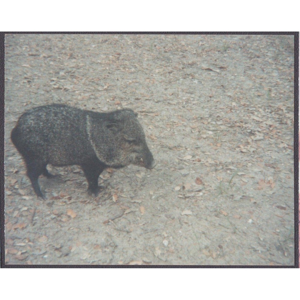 Vtg 1988 Kodak Snapshot Photo Javelina Collared Peccary Wildlife Nature